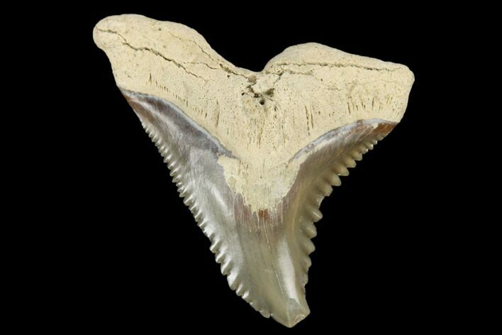 Snaggletooth Shark (Hemipristis) Tooth - Aurora, NC #180159